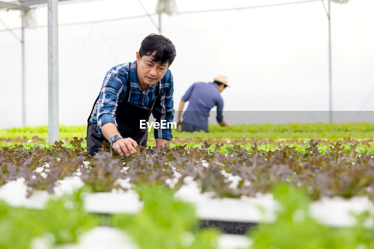 A farmer harvests veggies from a hydroponics garden. organic fresh grown vegetables and farmers.