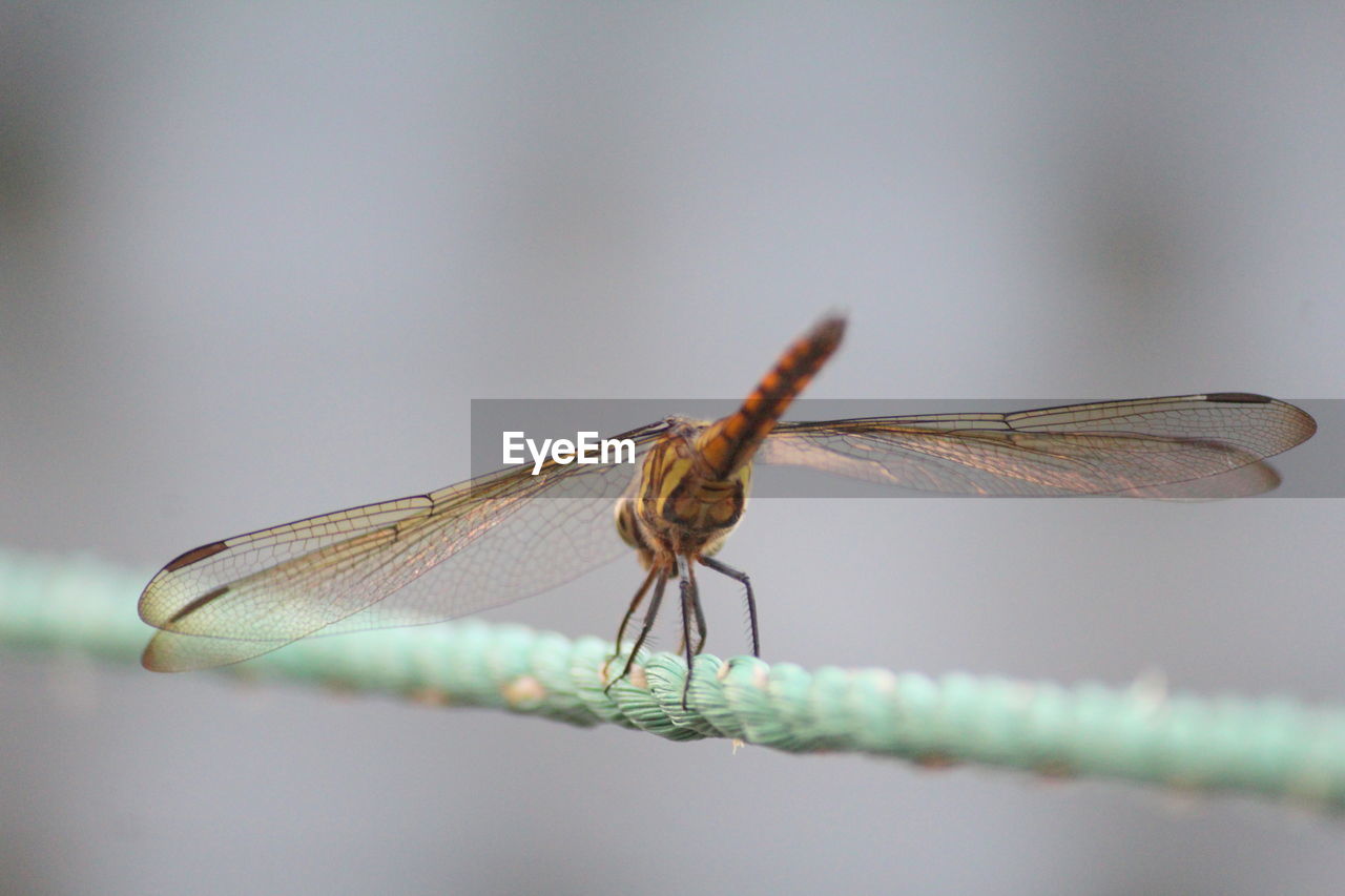 CLOSE UP OF DRAGONFLY