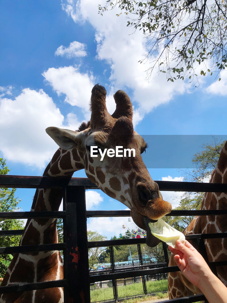 Feeding for giraffe