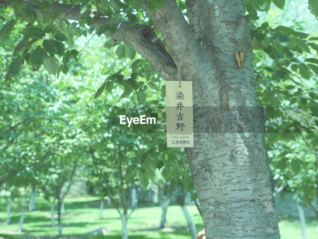 CLOSE-UP OF SIGN ON TREE TRUNK