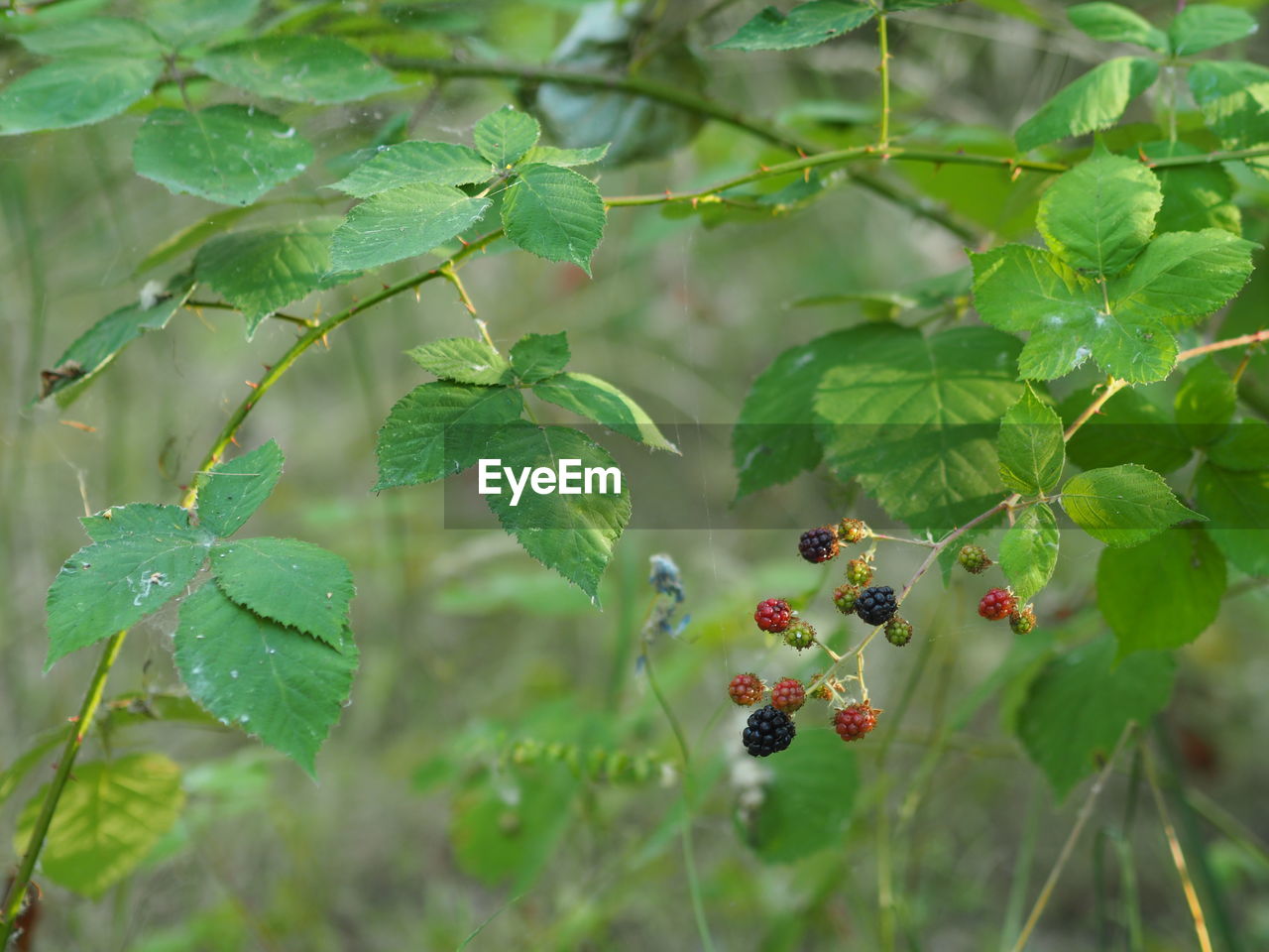 CLOSE-UP OF BERRIES ON TREE