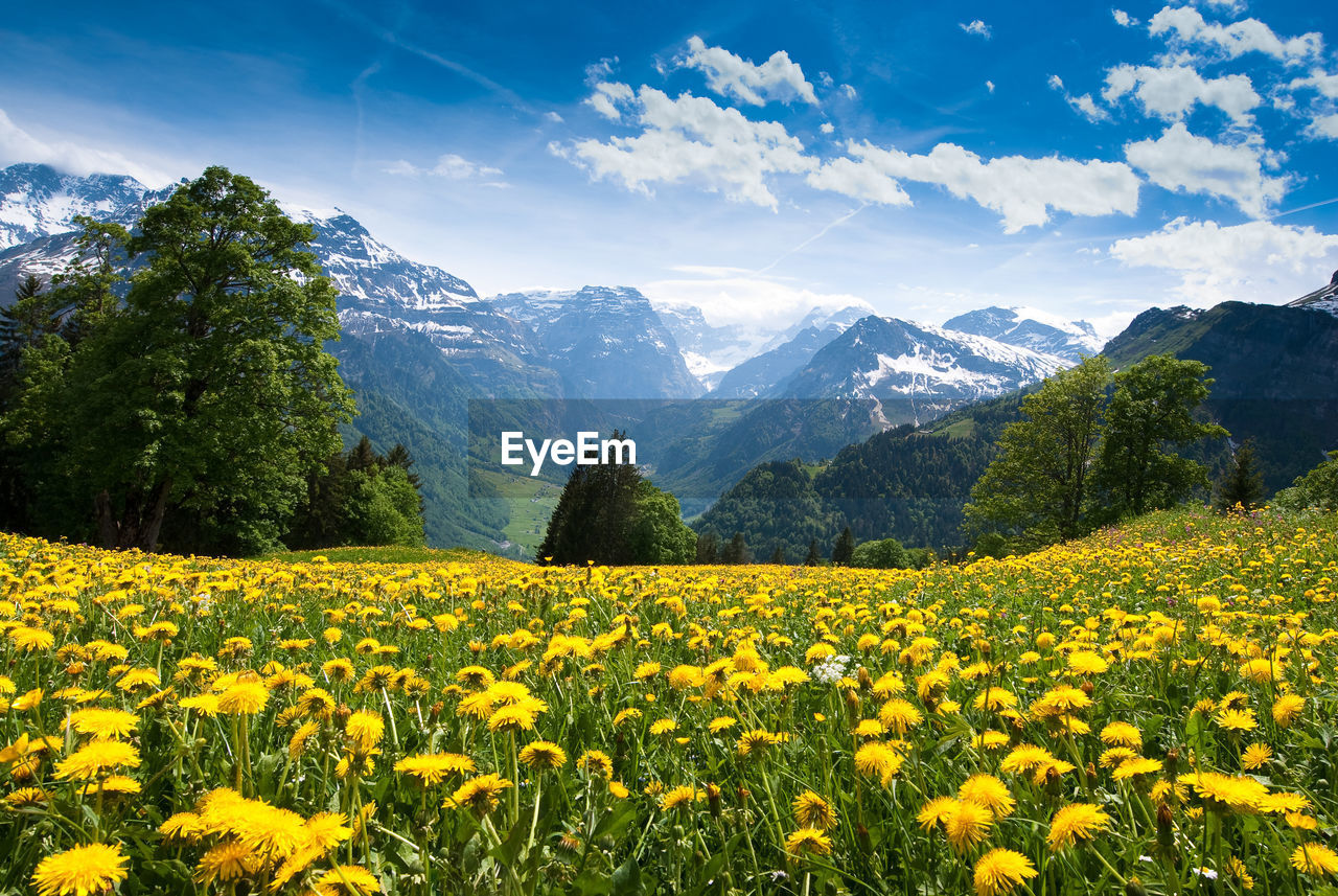 View of yellow flowers growing in field