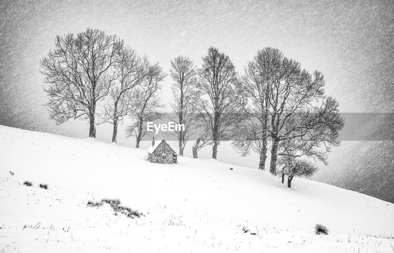 bare tree on snow covered field