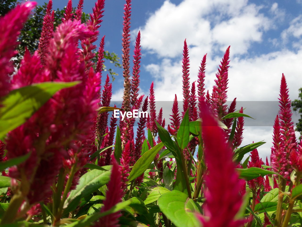 Close-up of red flowering plants against sky