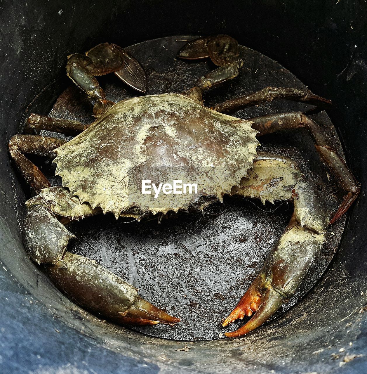 High angle view of crab in bucket