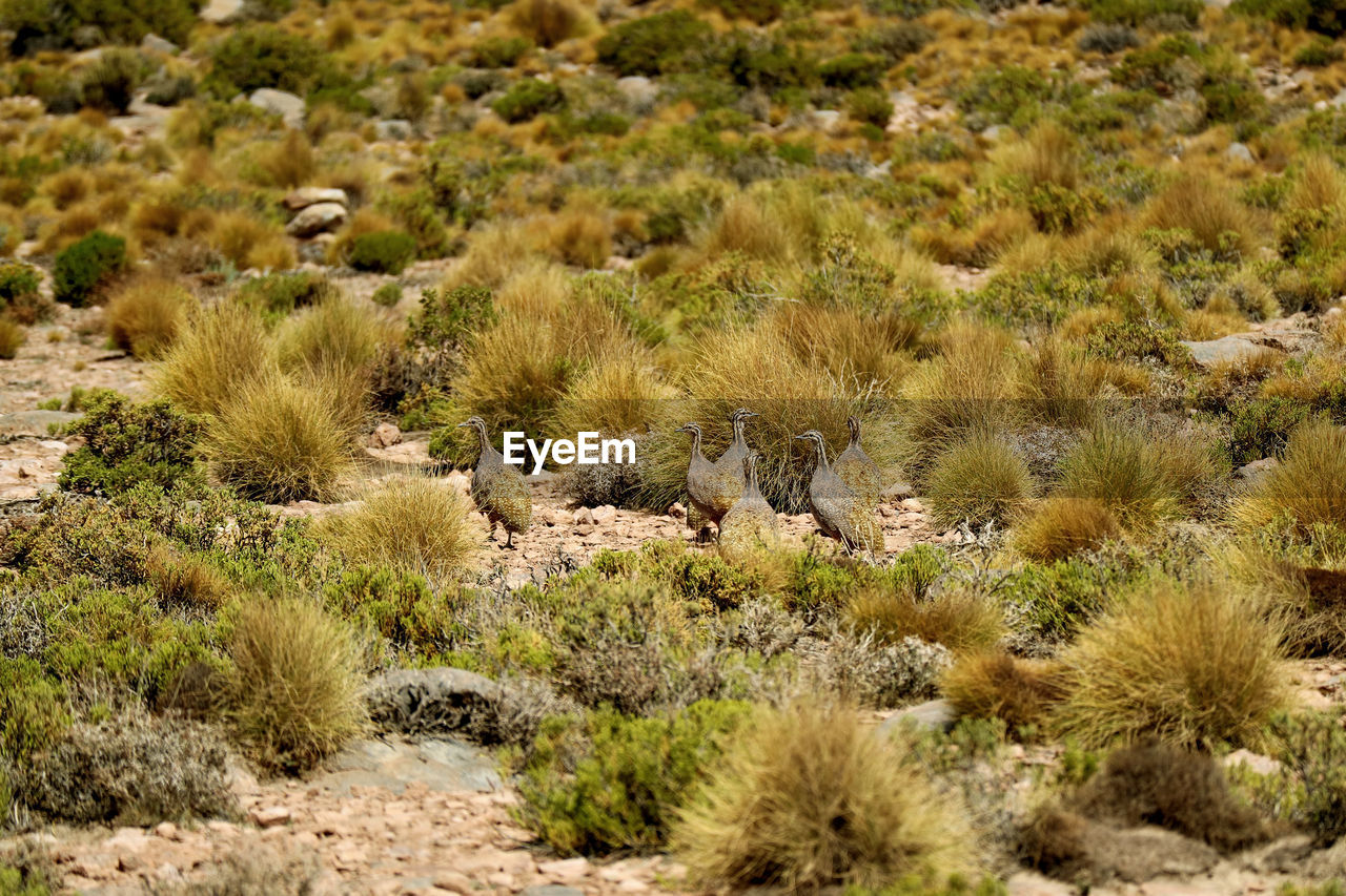 SCENIC VIEW OF DESERT