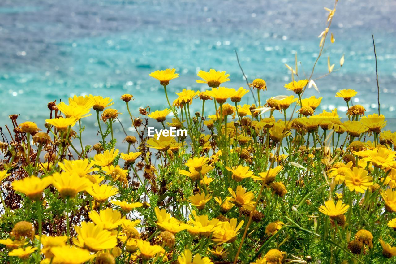 Close-up of yellow flowering plant on field