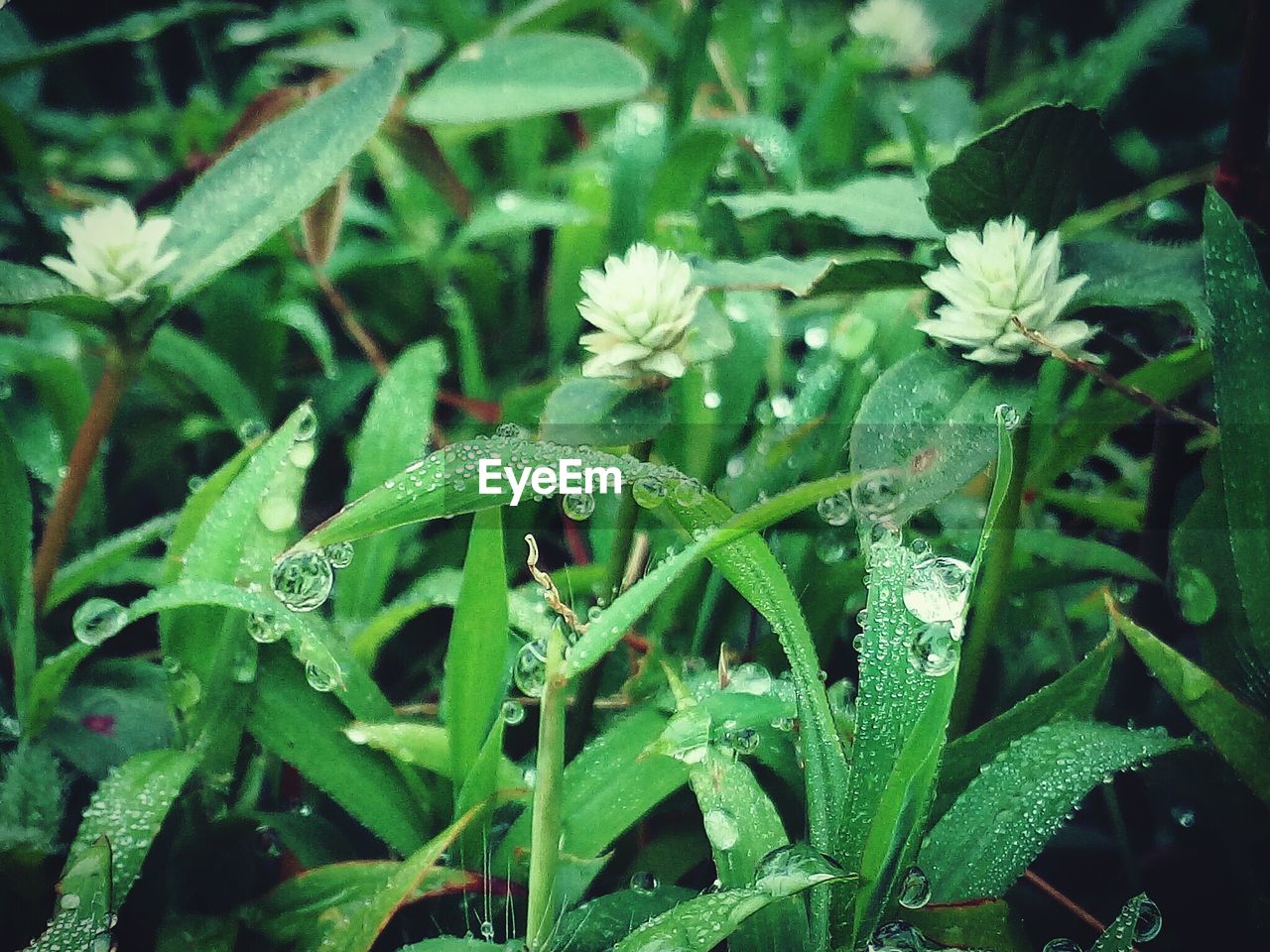 CLOSE-UP OF PLANT