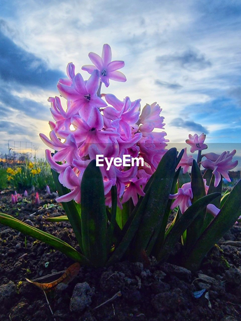flower, flowering plant, plant, beauty in nature, freshness, nature, sky, cloud, growth, purple, fragility, petal, pink, blossom, flower head, close-up, inflorescence, no people, springtime, land, outdoors, field, landscape, environment, wildflower, day, tranquility, plant part, botany