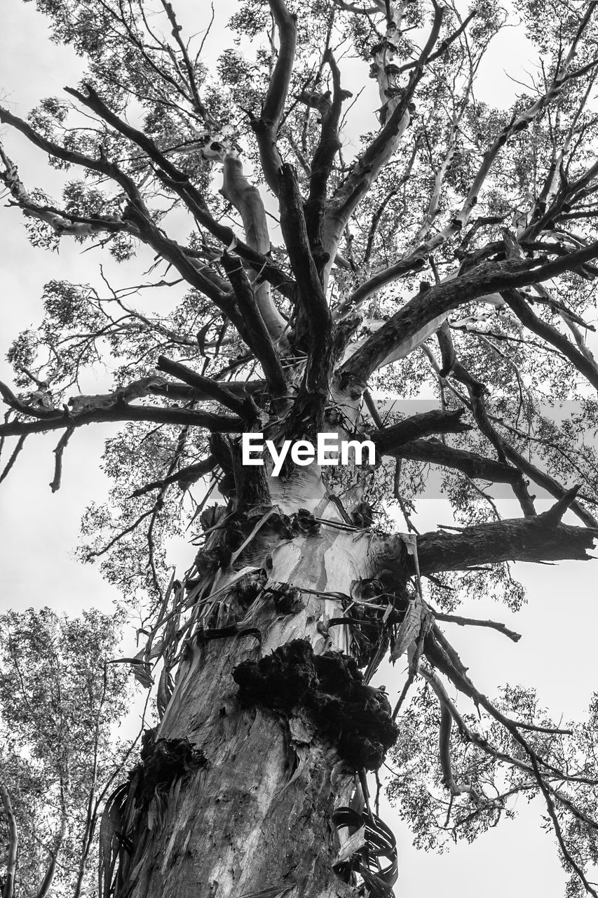 Low angle view of tree against sky