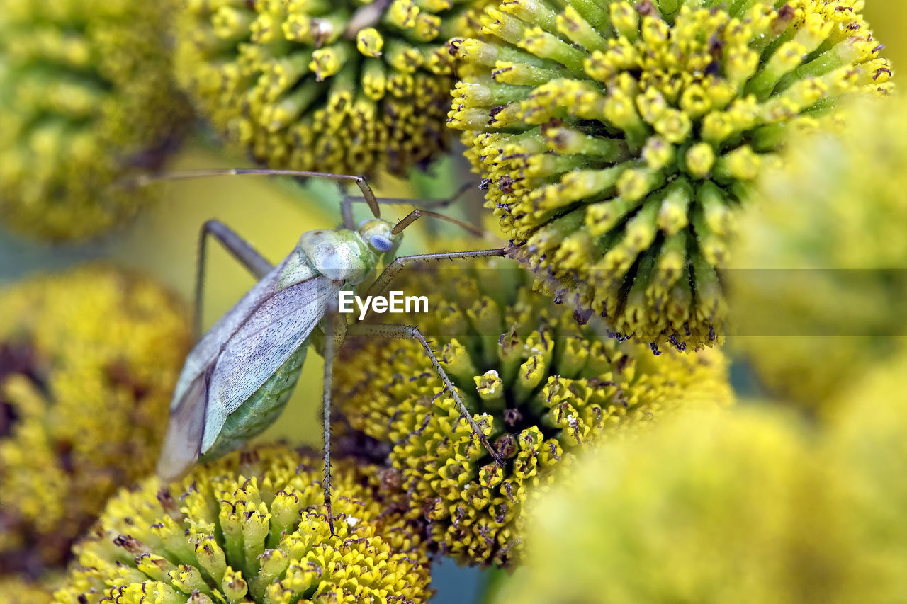 CLOSE-UP OF BUTTERFLY ON PLANT