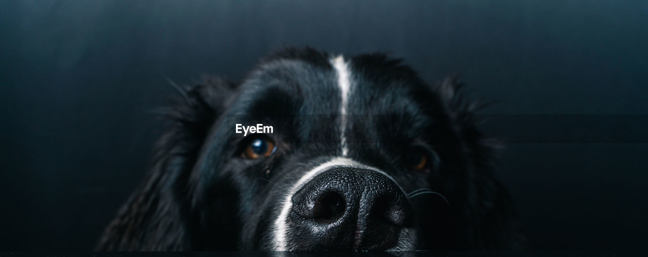 Close-up of black landseer newfoundland dog