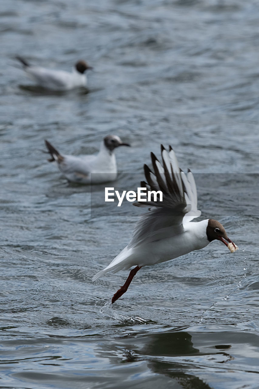 BIRDS FLYING OVER SEA