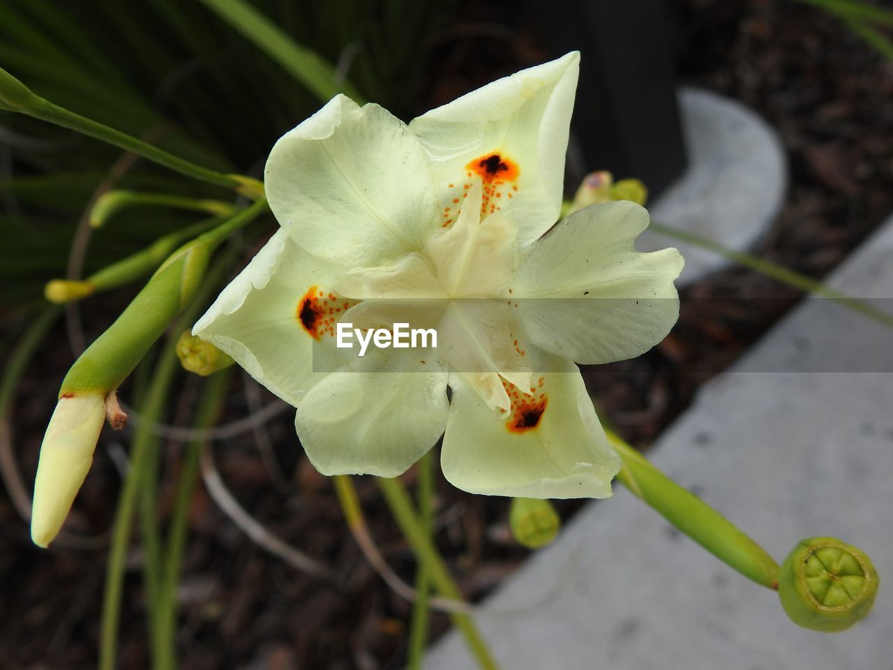 CLOSE UP OF PLANT