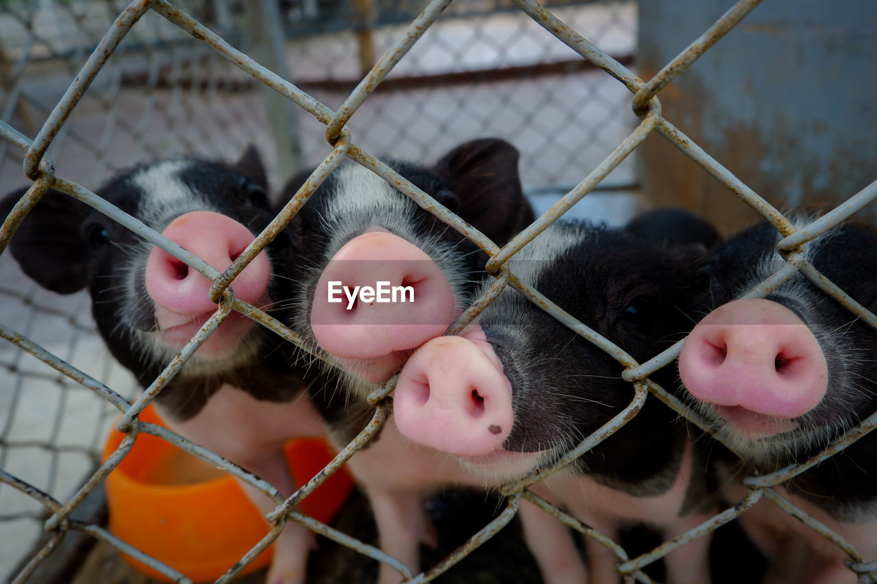 Close-up of piglets looking through chainlink fence