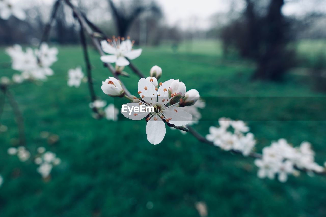 CLOSE-UP OF WHITE CHERRY BLOSSOM