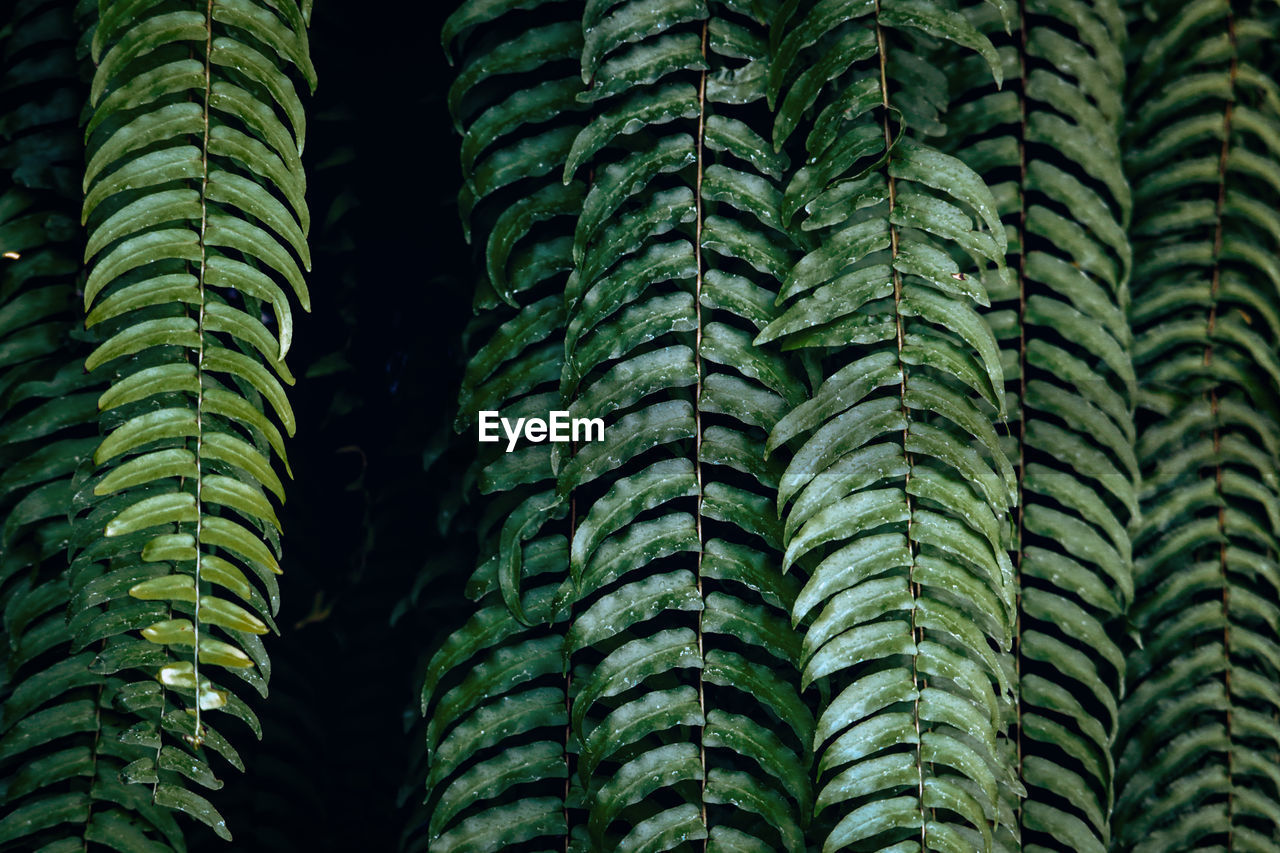 Full frame shot of ferns