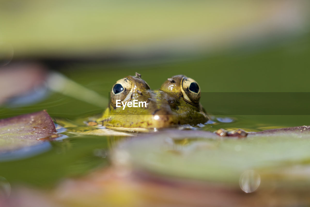 Selective focus of iberian green frog (pelophylax perezi), between lily pads