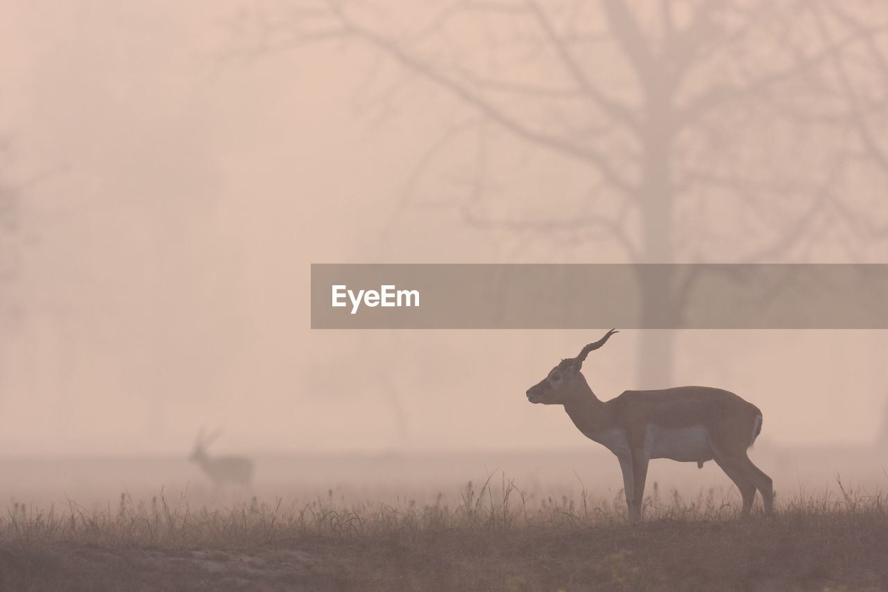 VIEW OF DEER ON FIELD DURING FOGGY WEATHER