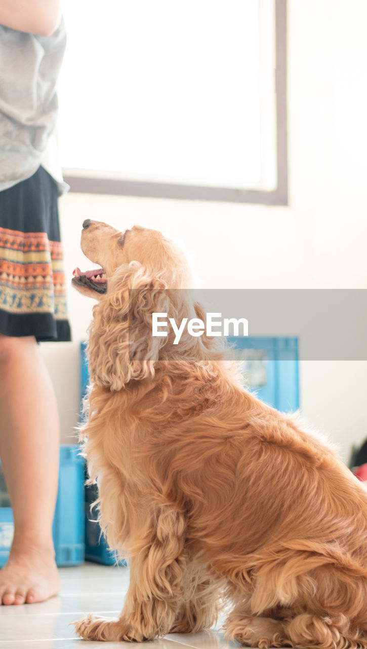 Woman standing by cocker spaniel at home