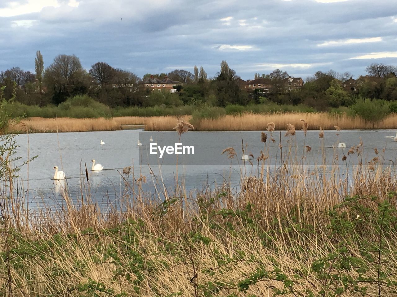 SWAN ON LAKE BY TREES AGAINST SKY