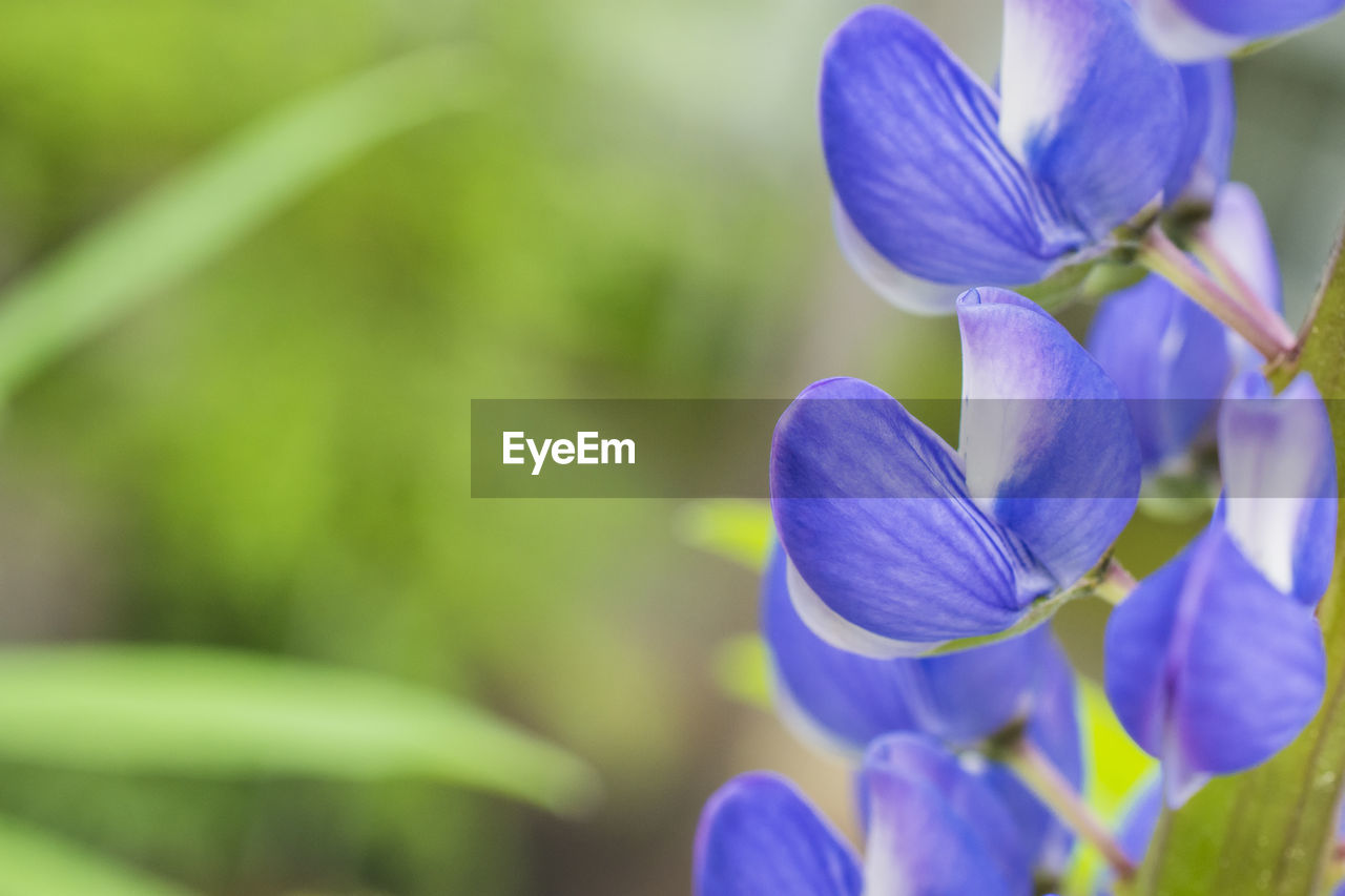 Close-up of purple flowering lupine plant