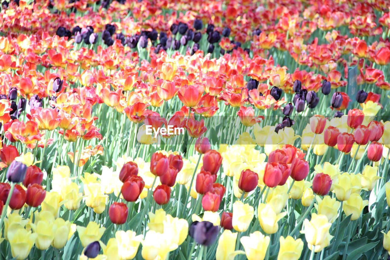 FULL FRAME SHOT OF MULTI COLORED TULIPS IN RED FLOWERING PLANTS