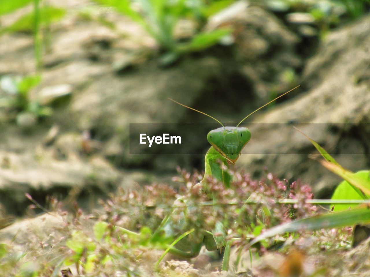 CLOSE-UP OF INSECT ON LEAF