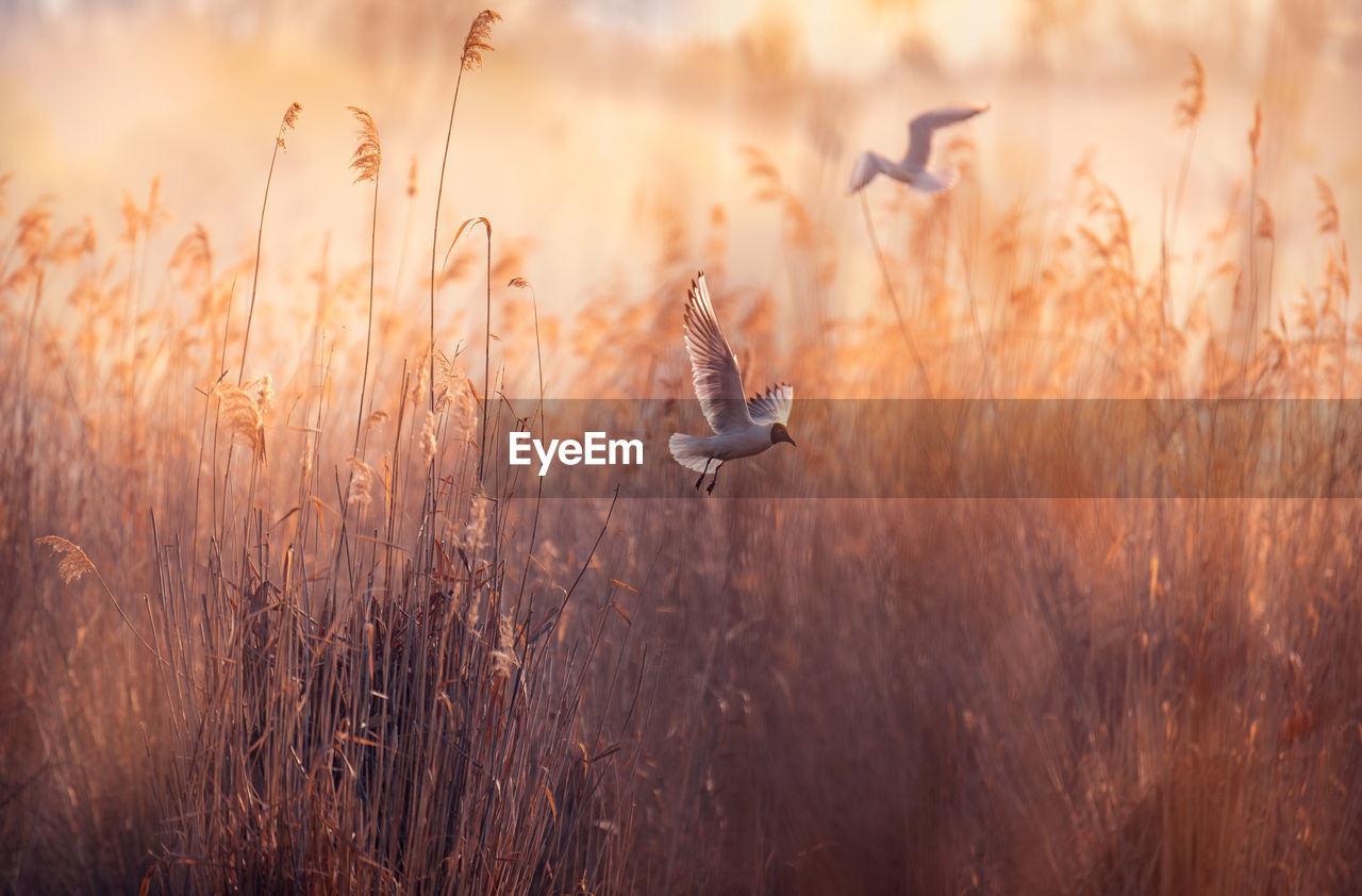 Birds flying over reeds