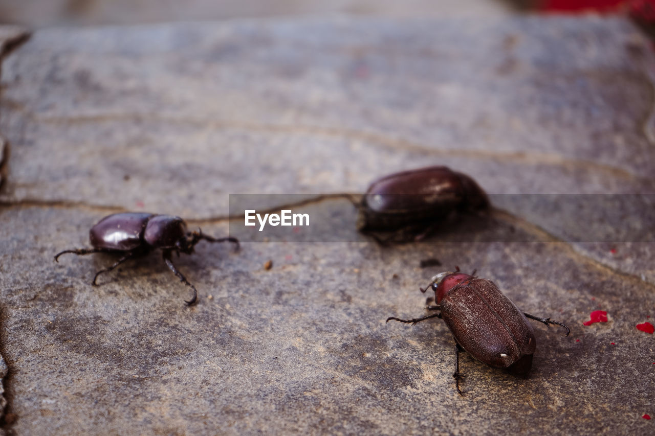 Coconut rhinoceros beetle crawling slowly isolated on cement flooring background closeup.