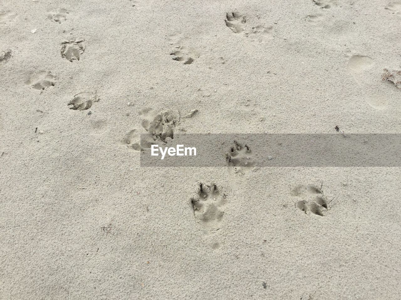 High angle view of dog on beach