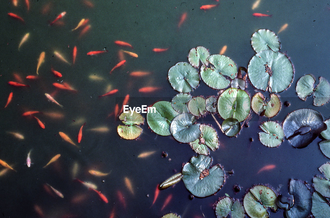 Fish swimming in water