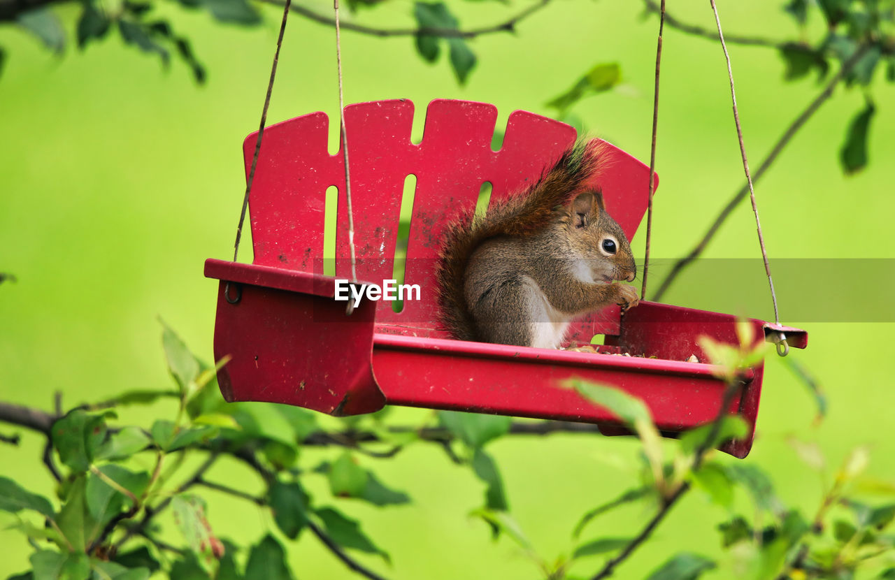 animal, animal themes, one animal, animal wildlife, mammal, wildlife, nature, plant, red, rodent, no people, green, tree, branch, cute, eating, bird feeder, outdoors, leaf, day, squirrel, plant part, focus on foreground