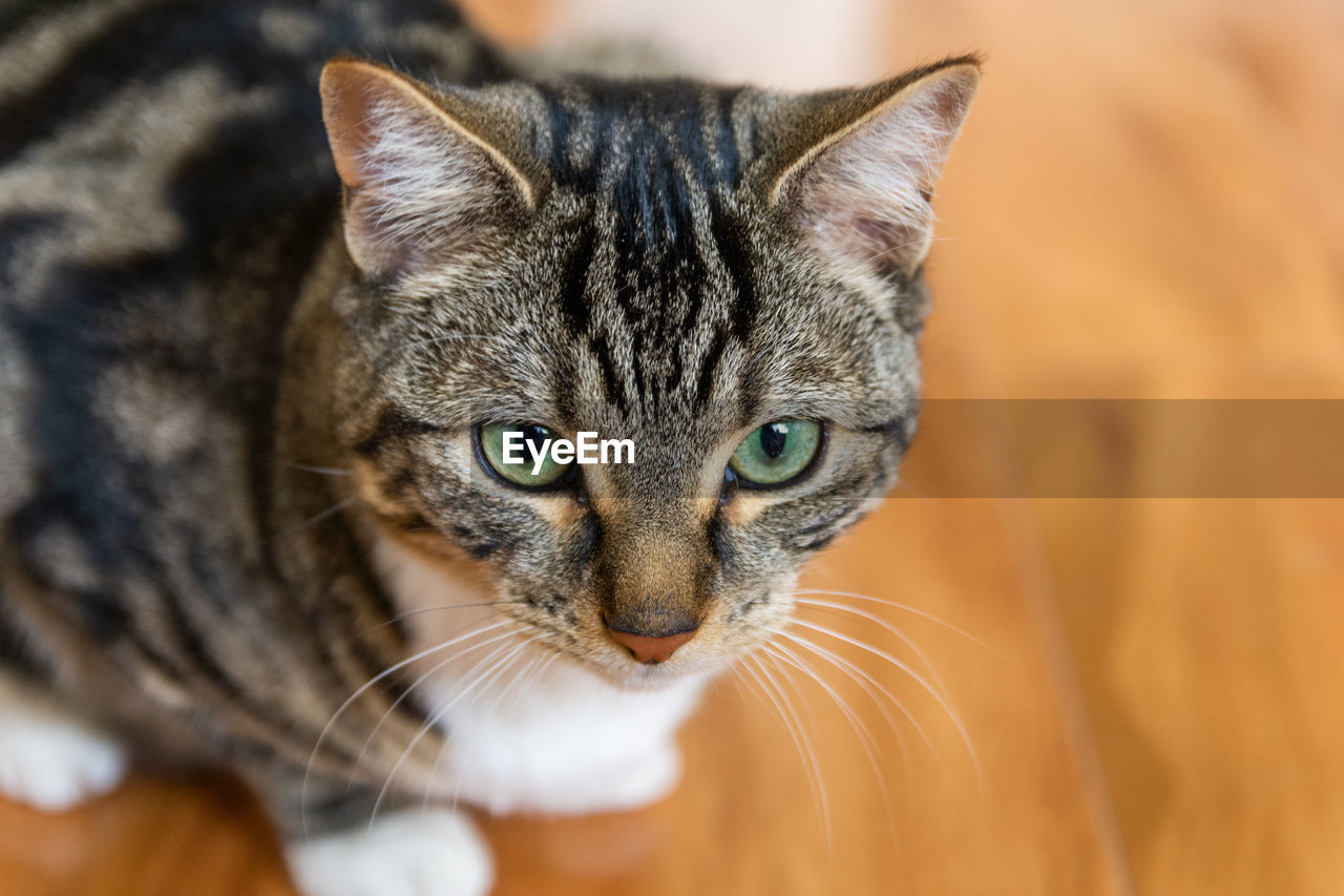CLOSE-UP PORTRAIT OF TABBY CAT IN MOUTH