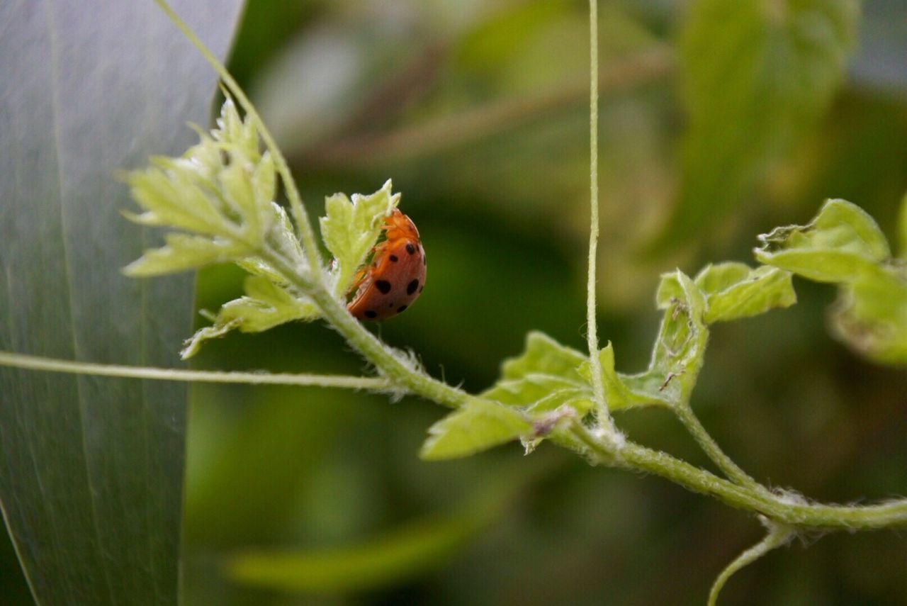 CLOSE-UP OF A LADYBUG ON LEAF