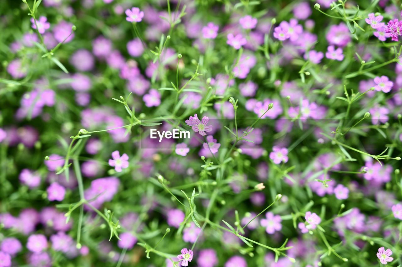 CLOSE-UP OF PURPLE FLOWERS