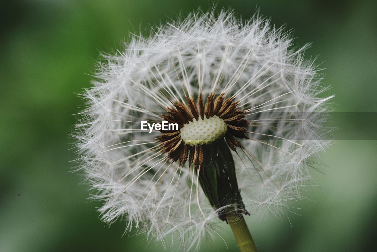 close-up of dandelion