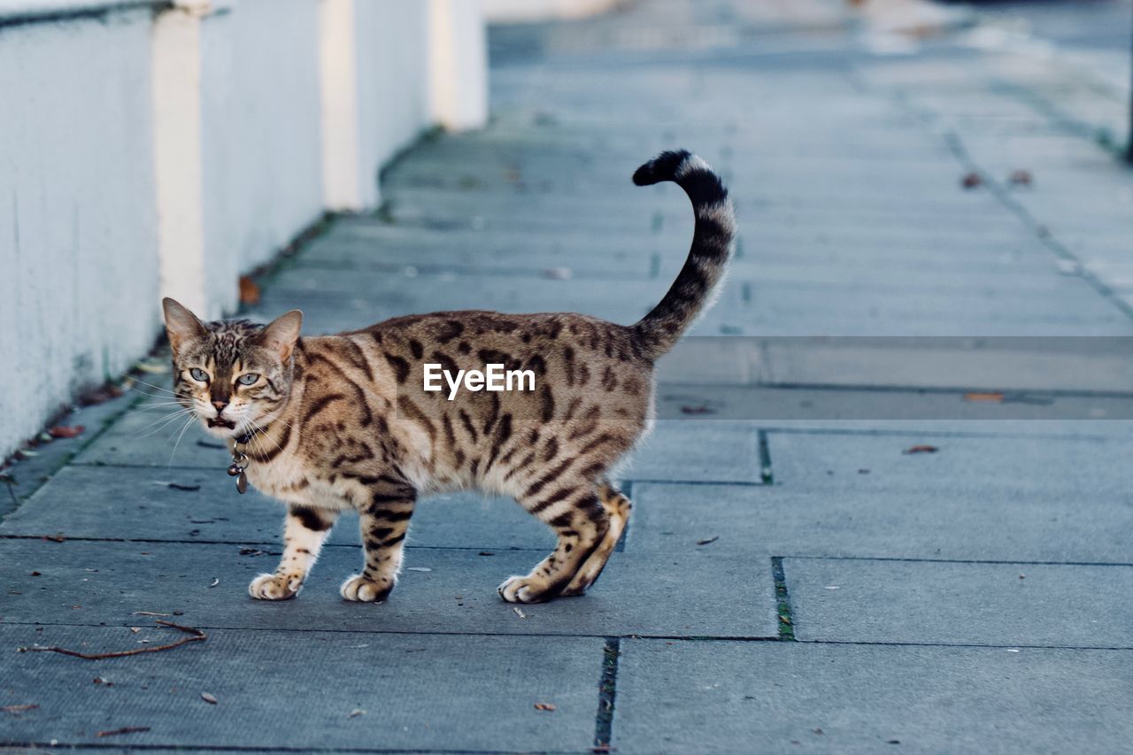 Full length of egyptian mau standing on footpath