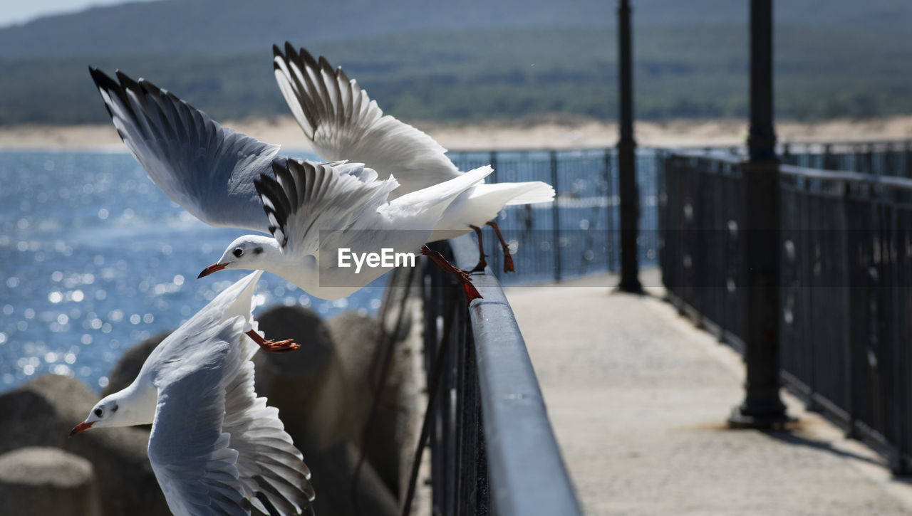 SEAGULLS FLYING OVER SEA