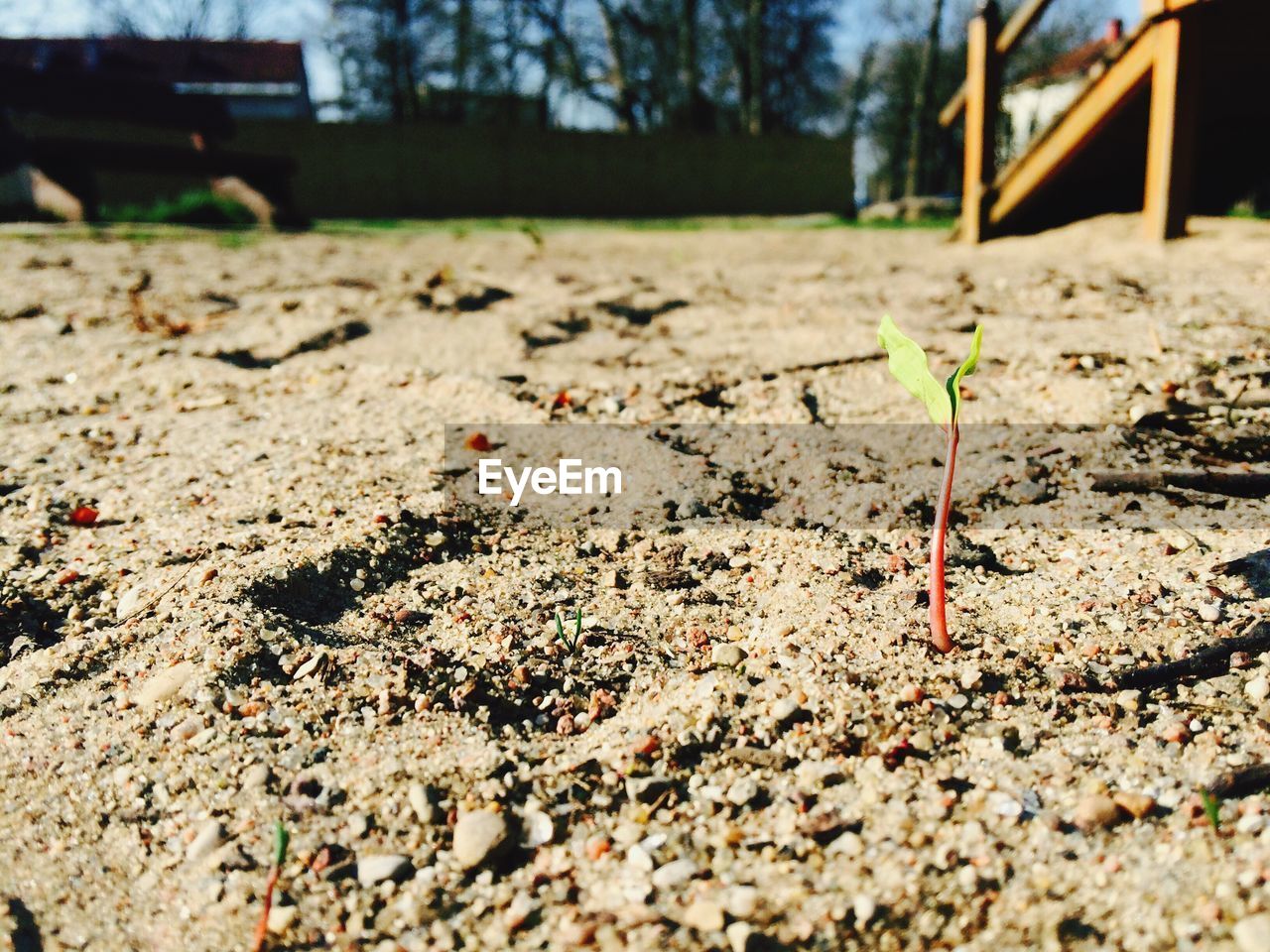 SURFACE LEVEL OF BUILT STRUCTURE WITH TREES