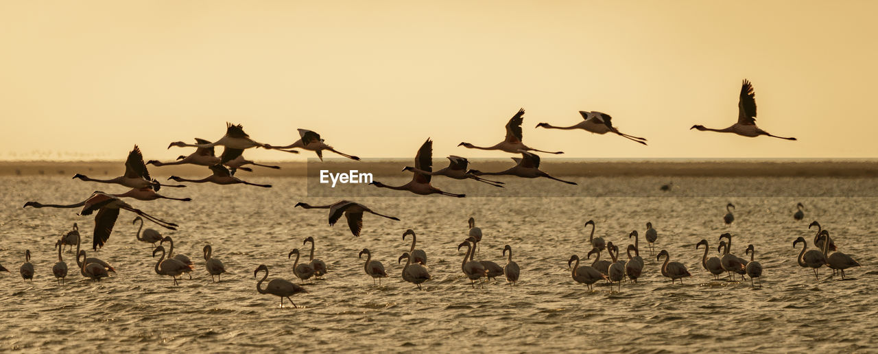 FLOCK OF SEAGULLS AT BEACH