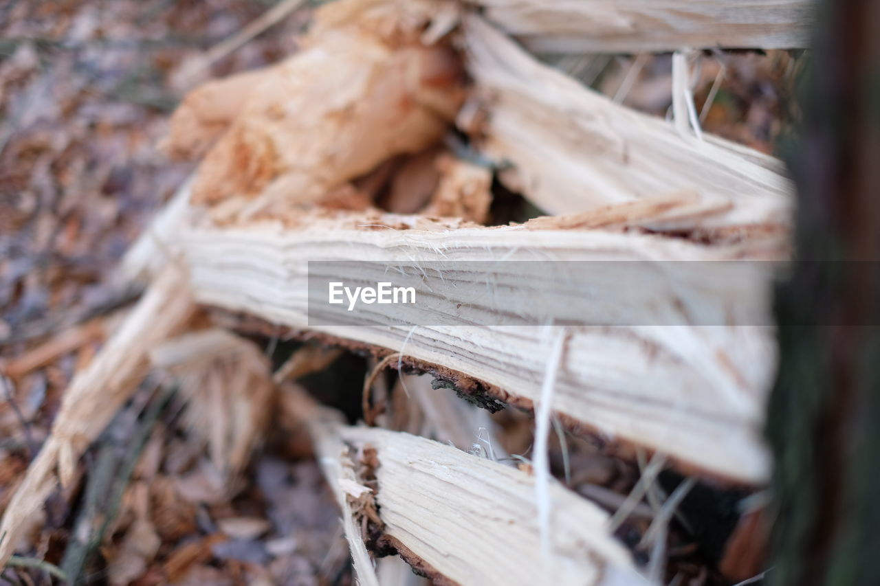 Close-up of damaged tree