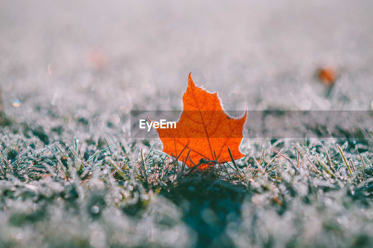 Close-up of maple leaf on field during autumn