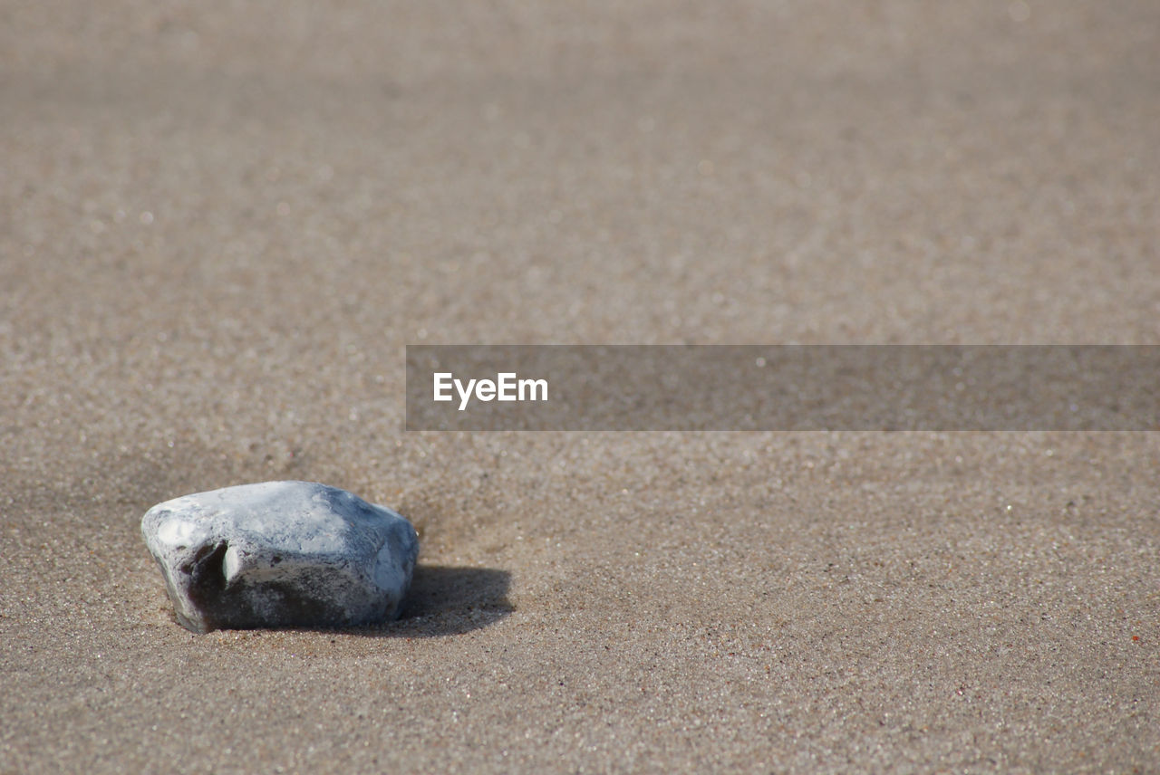 CLOSE-UP OF LIZARD ON SAND