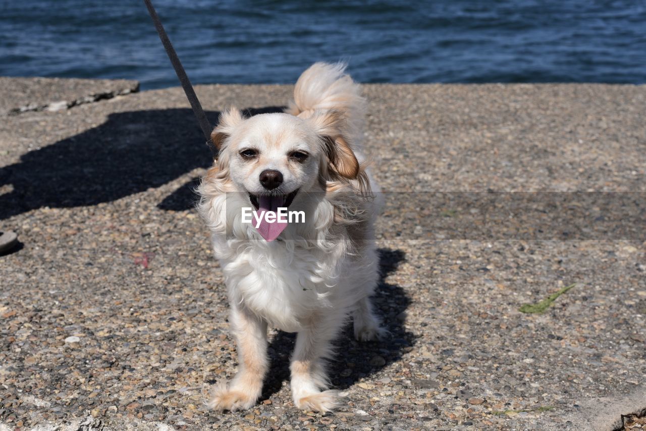 HIGH ANGLE VIEW OF PORTRAIT OF DOG ON SHORE