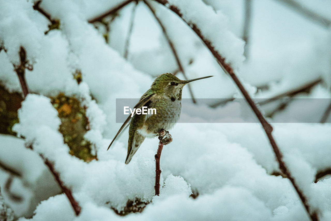 Close-up of hummingbird against blurred snow background