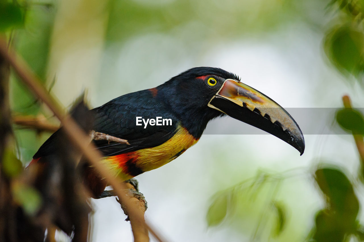 CLOSE-UP OF A BIRD PERCHING ON A BRANCH