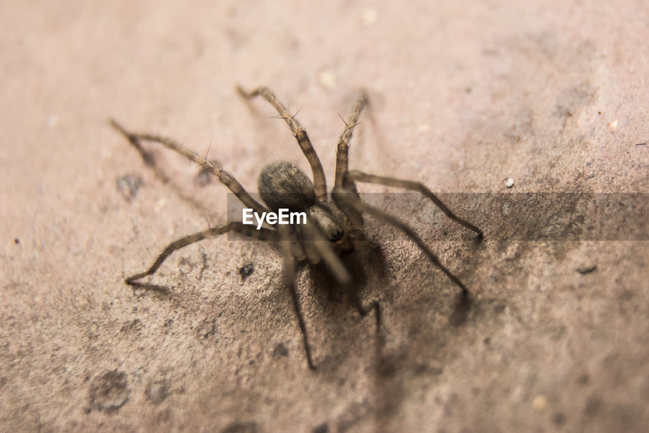 CLOSE-UP OF SPIDER OUTDOORS
