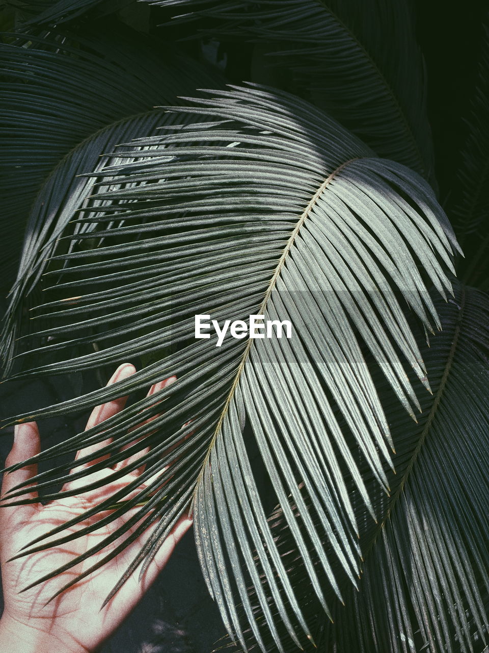 Cropped image of hand touching palm leaf