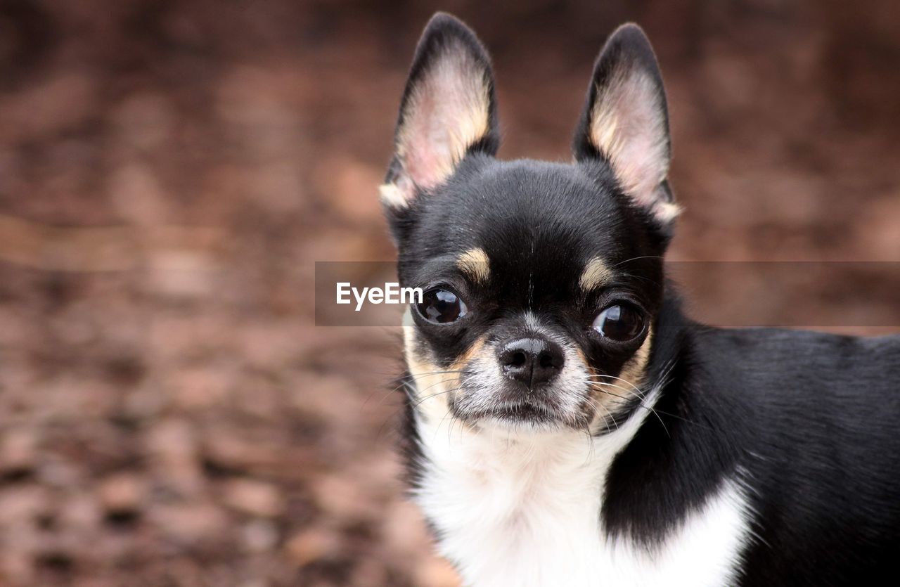 Close-up of chihuahua 